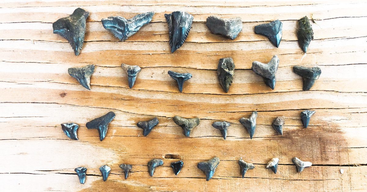 How to Find Shark Teeth